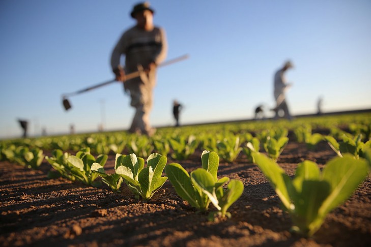 Agricultural workers cultivate romaine lettuce on a farm in Holtville, California  (Photo by John Moore/Getty Images)