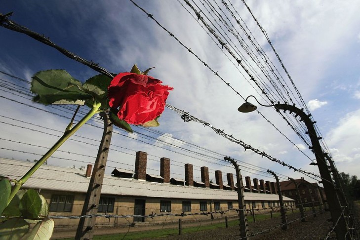 A rose that was left by a visitor hangs on the high voltage fence surrounding the Auschwitz concentration camp  (Photo by Christopher Furlong/Getty Images)