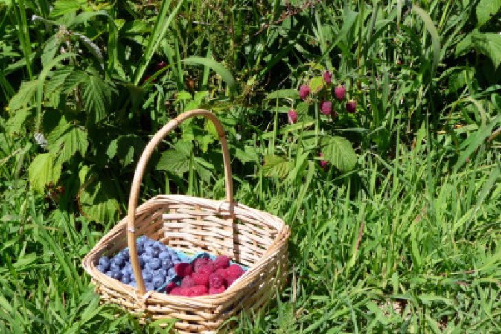 blueberries-and-raspberries-basket_picnik