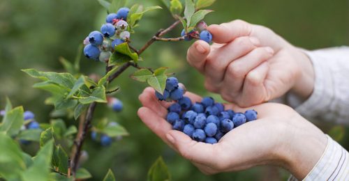 pick-blueberries