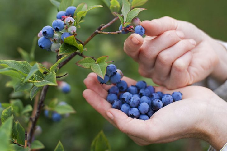 pick-blueberries