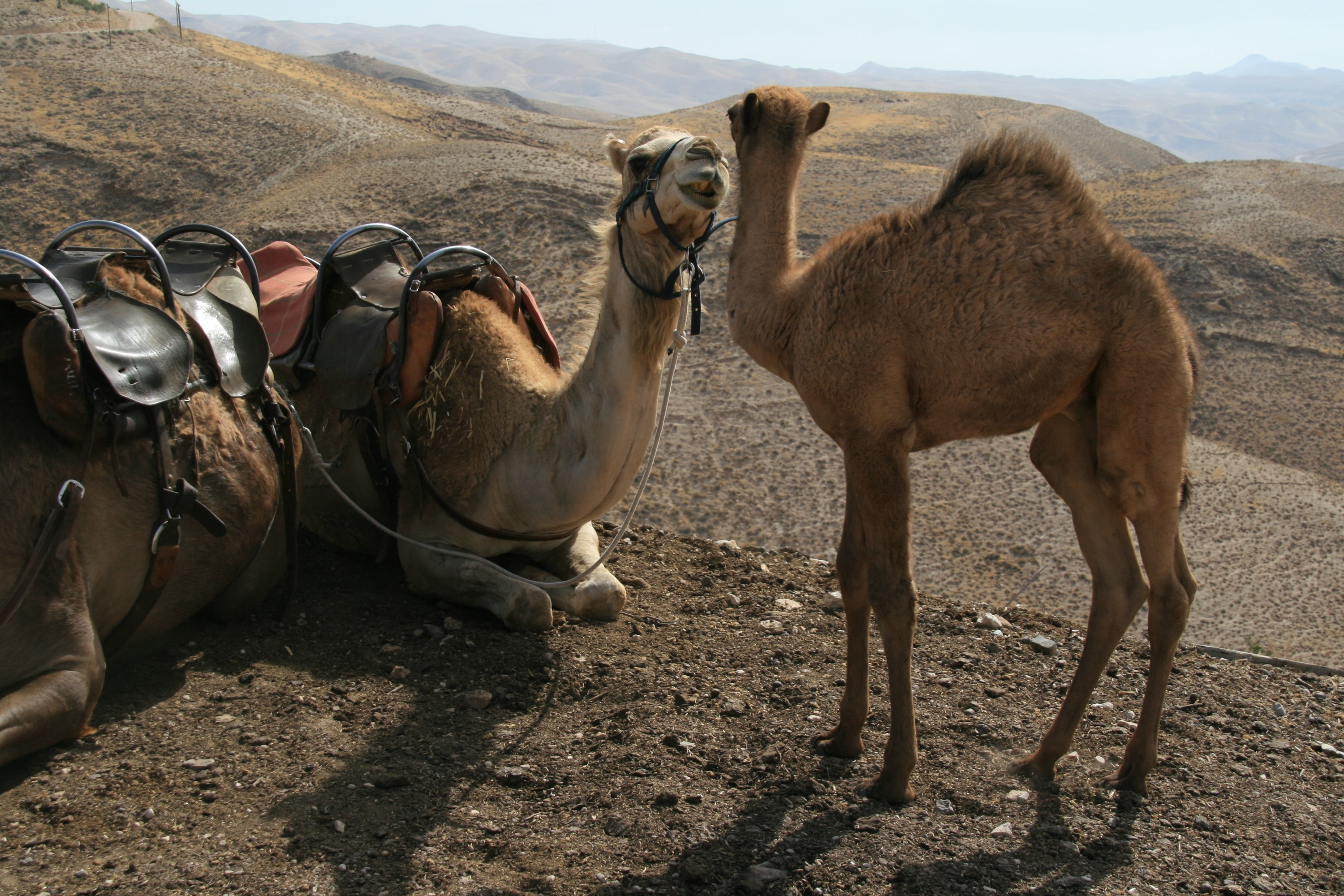 The Rooting Interest: Camels, Ascendant | JewishBoston
