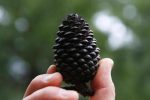 A pine cone collected by Rabbi Matt Soffer of Temple Israel. (JESSICA RINALDI/GLOBE STAFF)