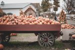 Pumpkins on the farm (Photo: Lesly B Juarez/Unspalsh)