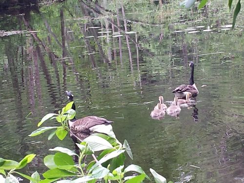 Gosslings in pond (Photo: Katy Allen)