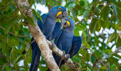 Hyacinth Macaws (Photo: prasit chansarekorn/iStock)