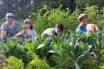 Harvesting at the Interfaith Community Garden (Photo: Paula Jacobs)