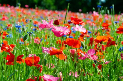 Wildflowers (Photo: Carmen Meurer/Unsplash)