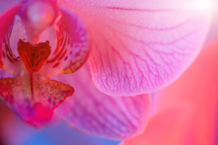 delicate pink Orchid with dew drops close up on blue background in neon light
