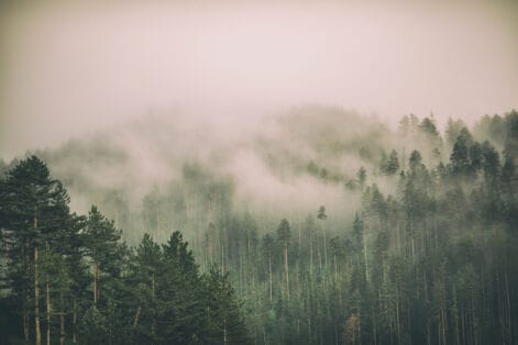 Beautiful landscape with fog and low clouds on mountain range and forest