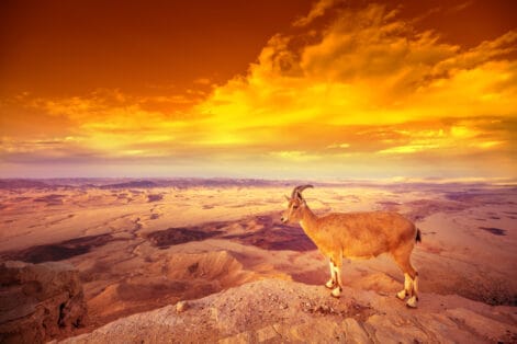 Sunset in desert. A Nubian ibex on the edge of Makhtesh Ramon Crater in Negev desert, Israel