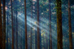 Misty forest with sunlight