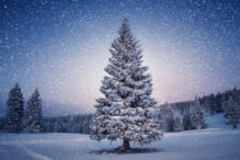Idyllic winter scene: Pine tree covered with snow.
