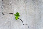 Small plant growing on concrete wall.