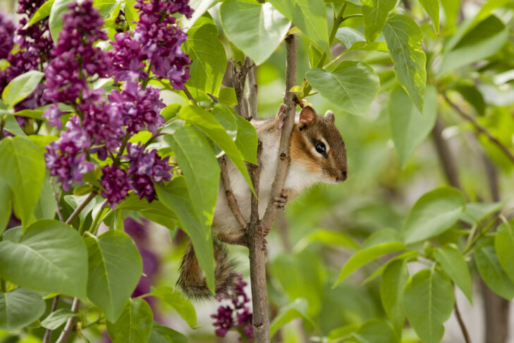 A chipmunk climbing a lilac bush.