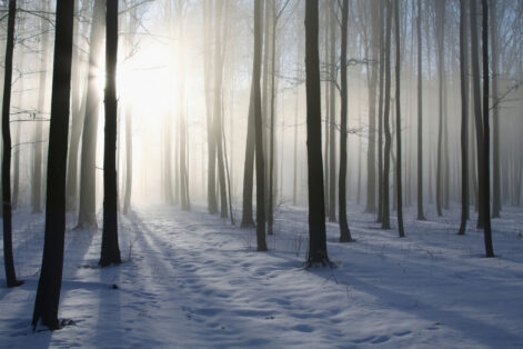 Sunlight falls into the winter deciduous forest on a foggy morning. Photo taken in December.