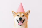 Dog with party hat