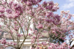 Spring in Texas. Blooming trees in spring in residential area. Magnificent pink flowers of Japanese Magnolia.