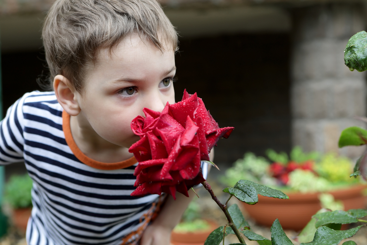 Child smelling red rose in a garden