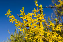 Blooming spring yellow shrub flowers - Forsythia intermedia (border forsythia).
