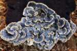 Horizontal high angle photo of beautiful blue, white and brown striped Turkey Tail Fungus growing on an old tree stump