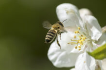 Bee, Animal, Honey Bee, Insect, Apple Blossom