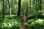 walking on trail ferns