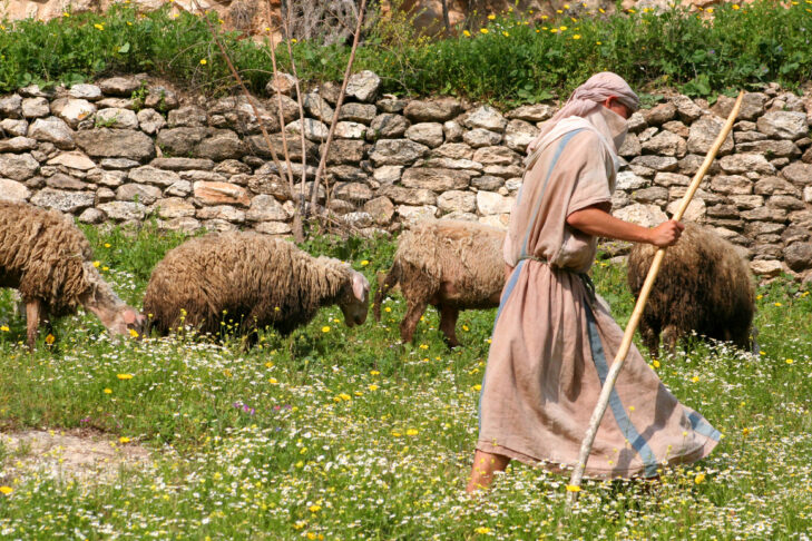 Shepherd in traditional garb leads his sheep through the pastures of Israel