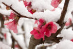 peach flower covered with snow