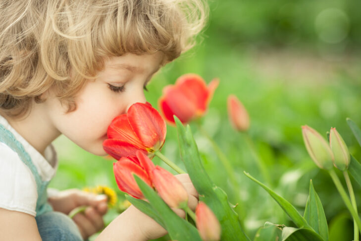 Child smelling tulip flower in spring outdoors