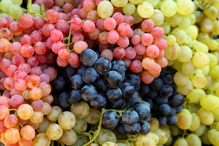 Pile of tri-color fresh table grape bunches on the market