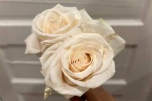 White Roses in Allyship