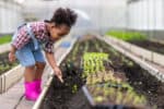 Child in the vegetable garden. Cute girl planting seeds and seedlings in vegetable garden.