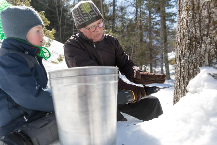 Tapping Maple Tree Syrup