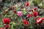 Red Anemone Wildflowers Oct 7 October 7th Yehoshua Halevi iStock Red Anemone Wildflowers