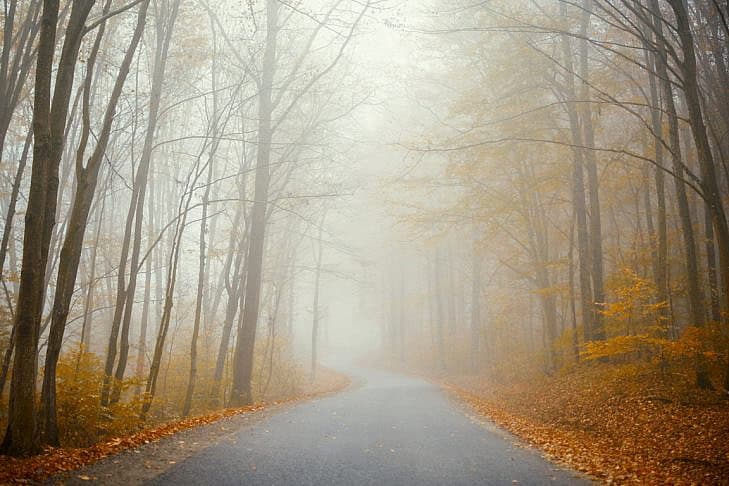 Mysterious Foggy Road Through Autumn Forest A winding road meanders through a foggy autumn forest. Golden and orange leaves adorn the trees, creating a mysterious and serene atmosphere under the soft, diffused light.