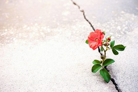 Flower growing from crack in the road Rose flower growing from crack in the rod, new growth in the middle of crisis, new life new hope