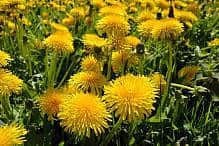 Dandelions Viridi Green Unsplash