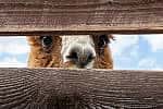 Llama Joakim Honkasalo Unsplash