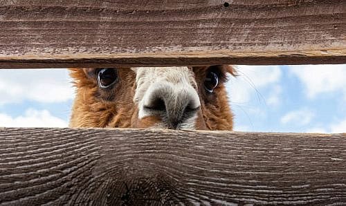 Llama Joakim Honkasalo Unsplash