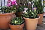 Plants Flowers in Terracotta pots Pink tulips, ranunculus, daffodils and muscari in terra cotta pots. Spring bulbs in the garden