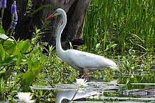 Ipswich River Wildlife Sanctuary 51b5301bcd67-Melanie_Baldini750