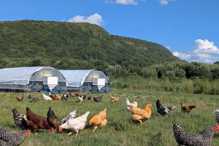 chickens in field chickens in field